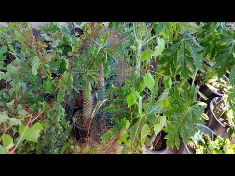 فيديو: دائم الخضرة خشب البقس (42 صورة): زراعة ورعاية ، وصف شجيرة Buxus دائمة الخضرة ، مأوى للنبات لفصل الشتاء