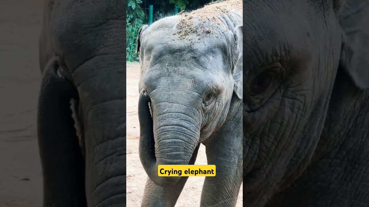 Crying elephant lovely action  