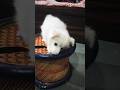Adorable Indian Spitz Pup barking Sweet 🧁#dog #cutedogs #indianspitz #pets #shortvideo #viral #cute