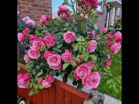 Rose Red Leonardo