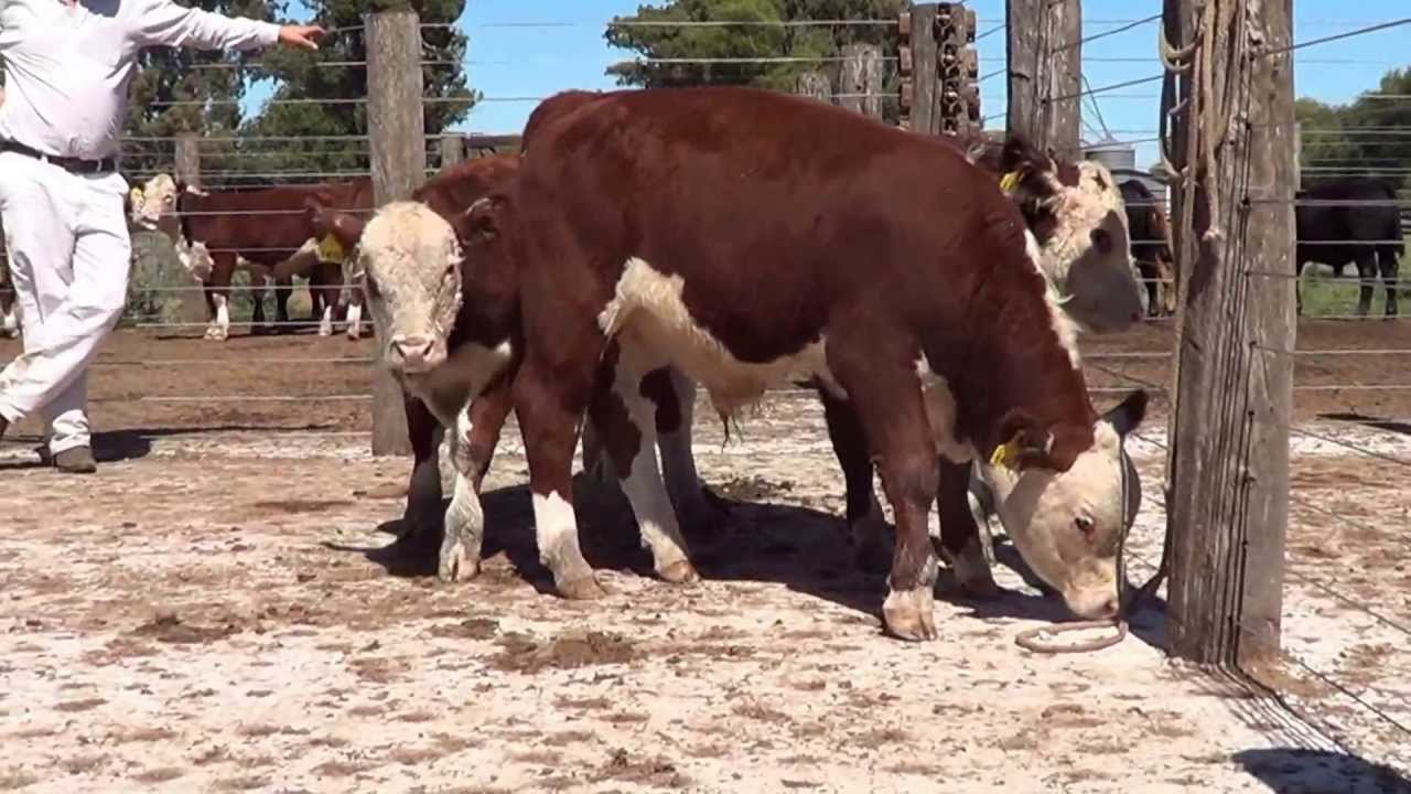 CIALE Alta Toro Olvido + Crías Polled Hereford