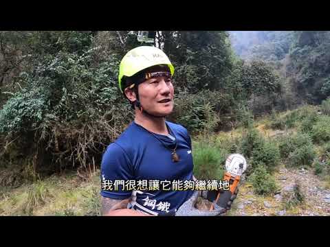 找樹的人
