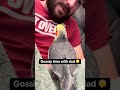 Theo has secrets 🤫✨ #cockatiels #haveitoldyoulatelythatiloveyou