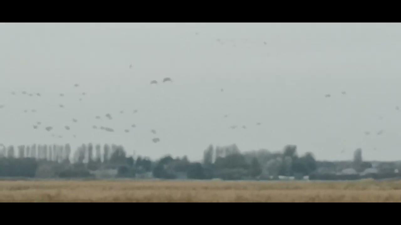 1000 Geese in the Corn Field- Southport 15th Oct 2025