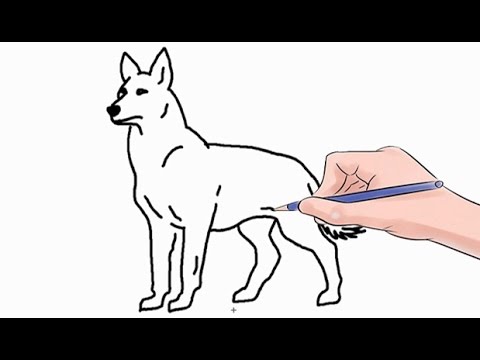 How to Draw a Wolf Easy Step by Step - YouTube