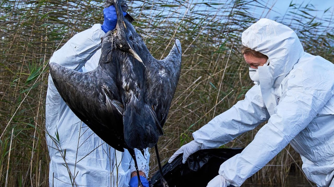 Bird flu hits migrating cranes hard in Germany as the virus flares up ...
