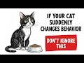 If Your Cat Suddenly Changes Behavior, Don’t Ignore This | Feline Secrets