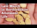Late march in hertfordshire allotment life