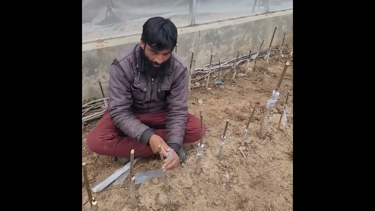 Grafting on walnut root stocks with selected elite clones Kashmir.