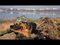 10 Best Trained and Disciplined Dogs in the World