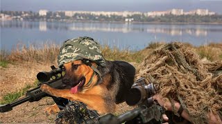 10 Best Trained and Disciplined Dogs in the World