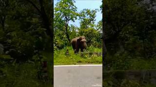 Elephants in the Wild with Relaxing Nature Sounds #music #nature
