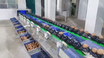 High Capacity Kiwi Weight Grading Machine with Double Lane