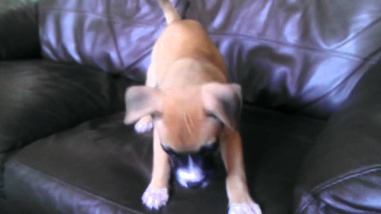 Boxer cross staff playing