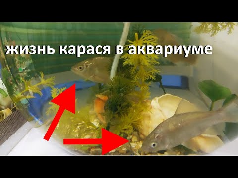 Сколько проживет Карась в аквариуме дома???Жизнь карасей.