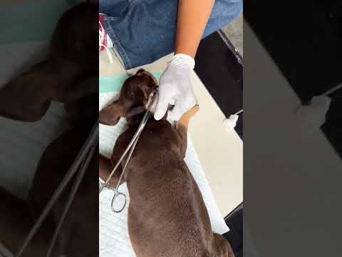 Video: Berapa ear cropping untuk pitbull?