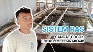 Keunggulan Budidaya Ikan Mujair dan Lele Sistem RAS di Saung Lele Mang Ajid