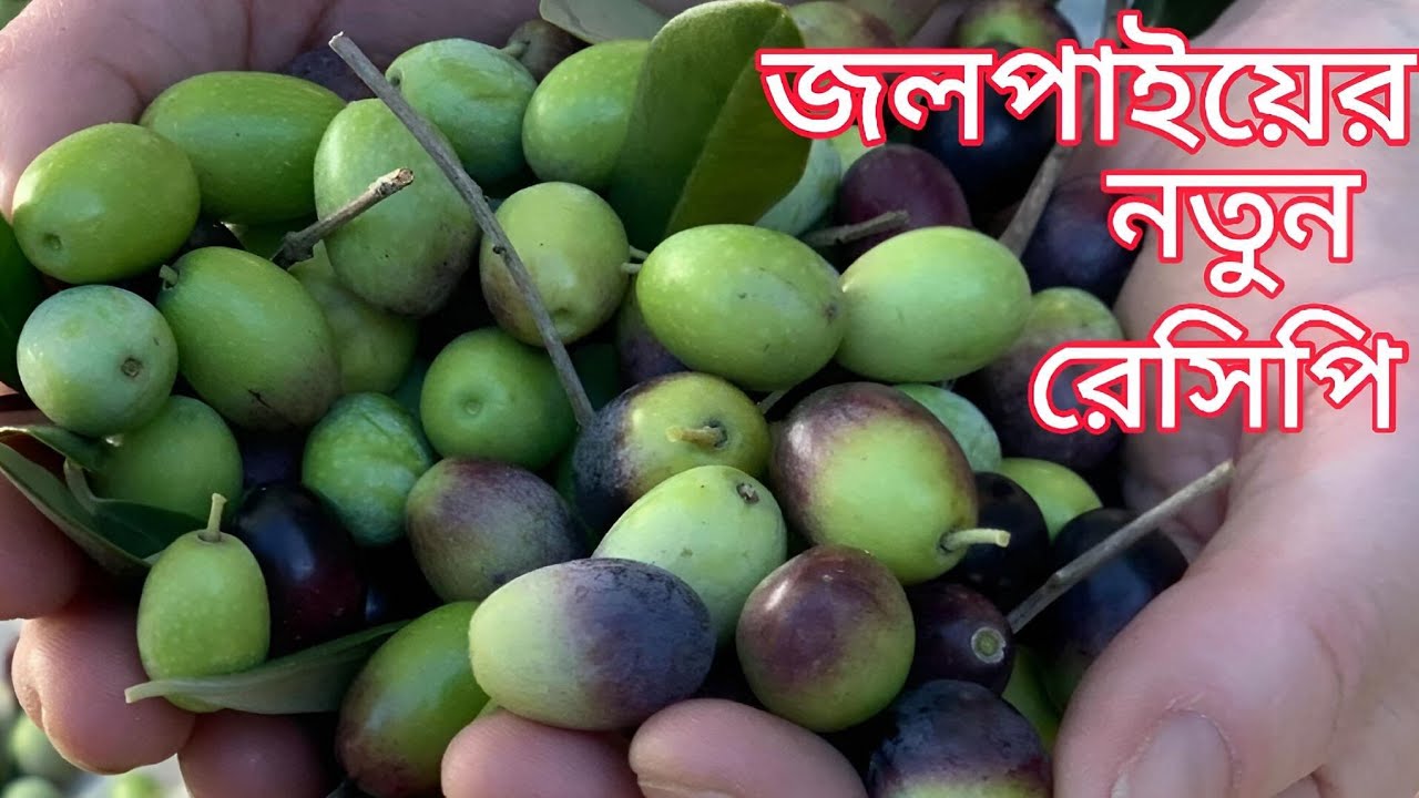 😱😱😱 এক নতুন স্বাদের জলপাইয়ের অসাধারণ রেসিপি New Jolpai Recipe