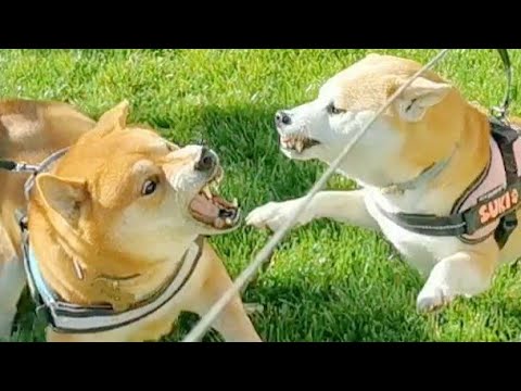 Suki got TRIGGERED!
