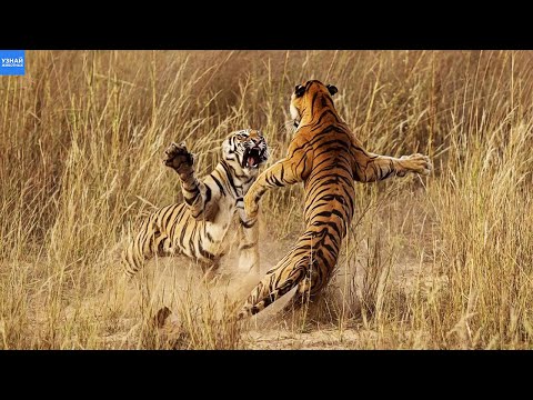 Вот так Тигры дерутся между собой! Амурский и Бенгальский Тигр - самые большие кошки в мире!