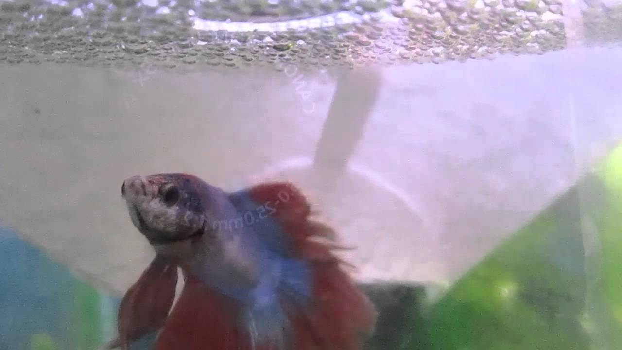 bettas shop Betta Fry day 2 |Footage|