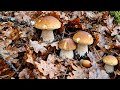 Amazing videos of porcini mushrooms 