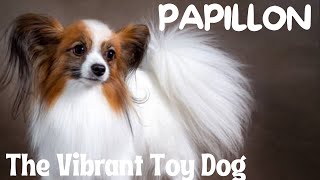 Papillon Pooch: The Vibrant Toy Dog