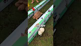 Rabbit vs Turtle Shocking Race 🐢🐇
