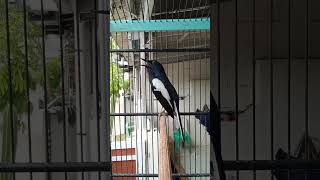 pancingan kacer #kacer #kacermania #kicaumania #burung #birds #master #viral #trending #fyp
