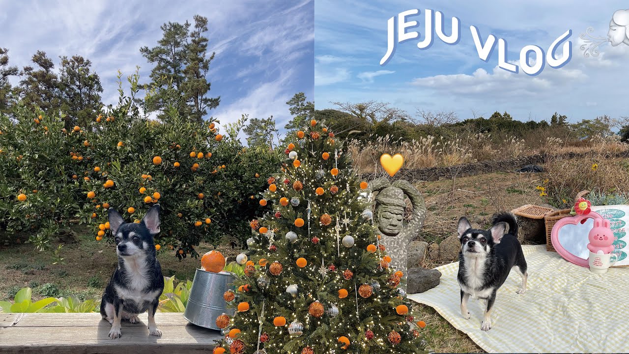 겨울 제주 강아지와 함께 떠나요 ✈️ 도착하니 봄 날씨 였던 건에 대하여 🐶🧡