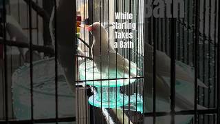 Moby Bird the white starling takes a bath! Rub-a-dub-dub! #birds #starling #bathtime #albino