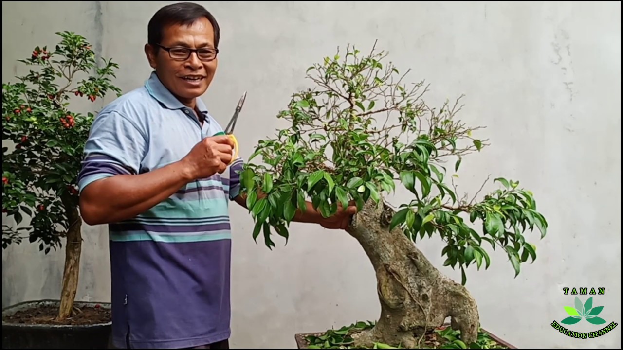 Cara Membuat Bonsai Beringin (Ficus Benjamina) - Youtube