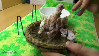 Кормление птенцов канарейки