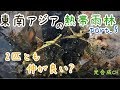 新水槽立ち上げ ~東南アジアの熱帯雨林~ Part.5 背面へ植栽