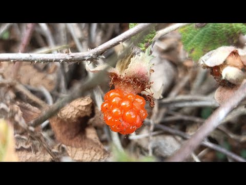 Cloudberry #berry