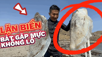 LẶN BIỂN OMAN BẮT HẢI SẢN BẤT NGỜ GẶP MỰC KHỦNG. TÔM HÙM CỠ LỚN