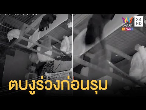 3 แมวยอดนักสู้ ตบงูเหลือมร่วง ก่อนช่วยกันรุม