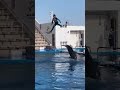すごすぎるジャンプ❗️#仙台うみの杜水族館#イルカショー#宮城県仙台市
