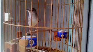 Download Lagu CIBLEK NGRIWIK umur 4,5 bulan MP3