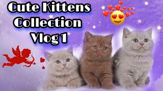 Funny Cute Kittens that will surely melt your hearts - Vlog 1.Cute Kittens Collection Long by Reebonz Cattery TV 475 views 1 year ago 1 minute, 40 seconds