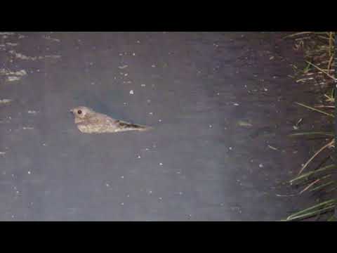 Plain Nightjar 1