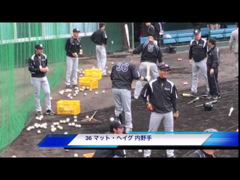阪神タイガースキャンプ14沖縄 36 マット・ヘイグ ティーバッティング