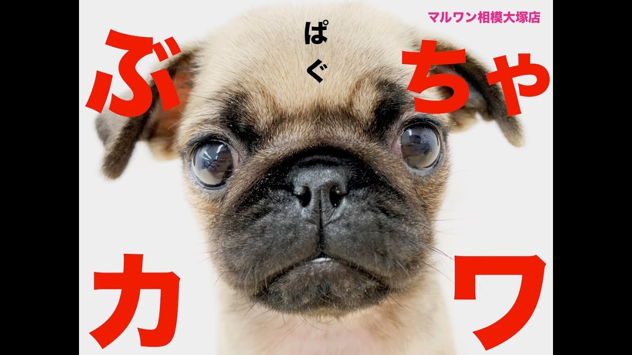 パグ 表情豊かな ぶちゃカワ犬 お顔の手入れのポイント紹介 マルワンblog ペットショップ マルワン 小さめ子犬 美形な子猫 初心者安心のサポート