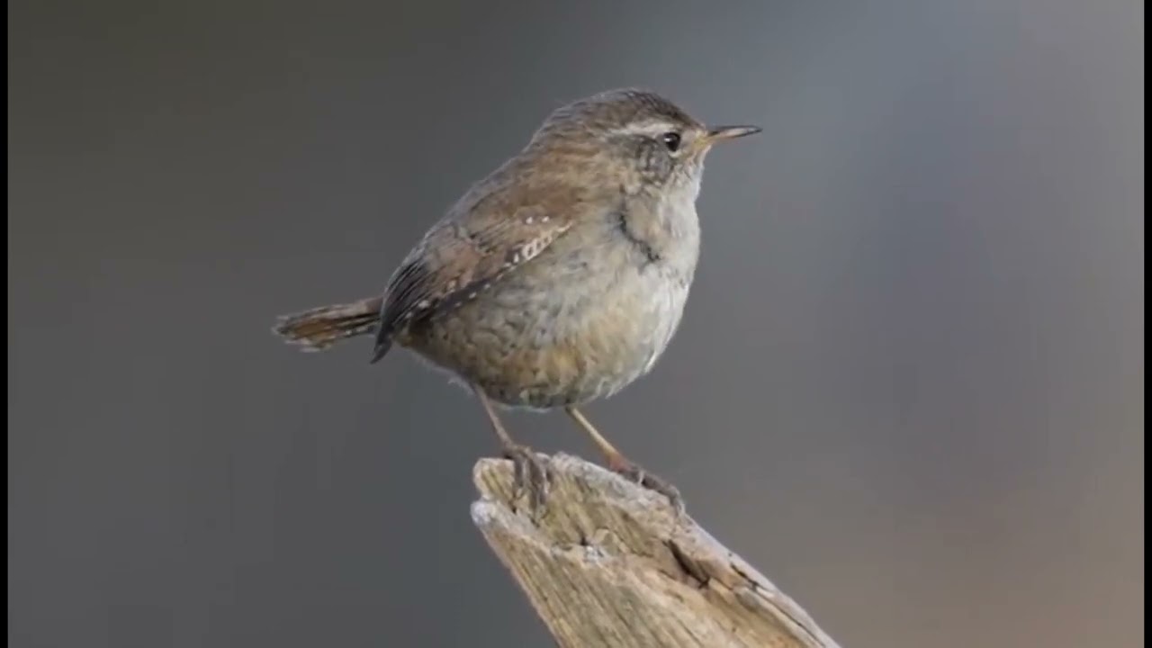 Winter wren (Chistothorus palustris)