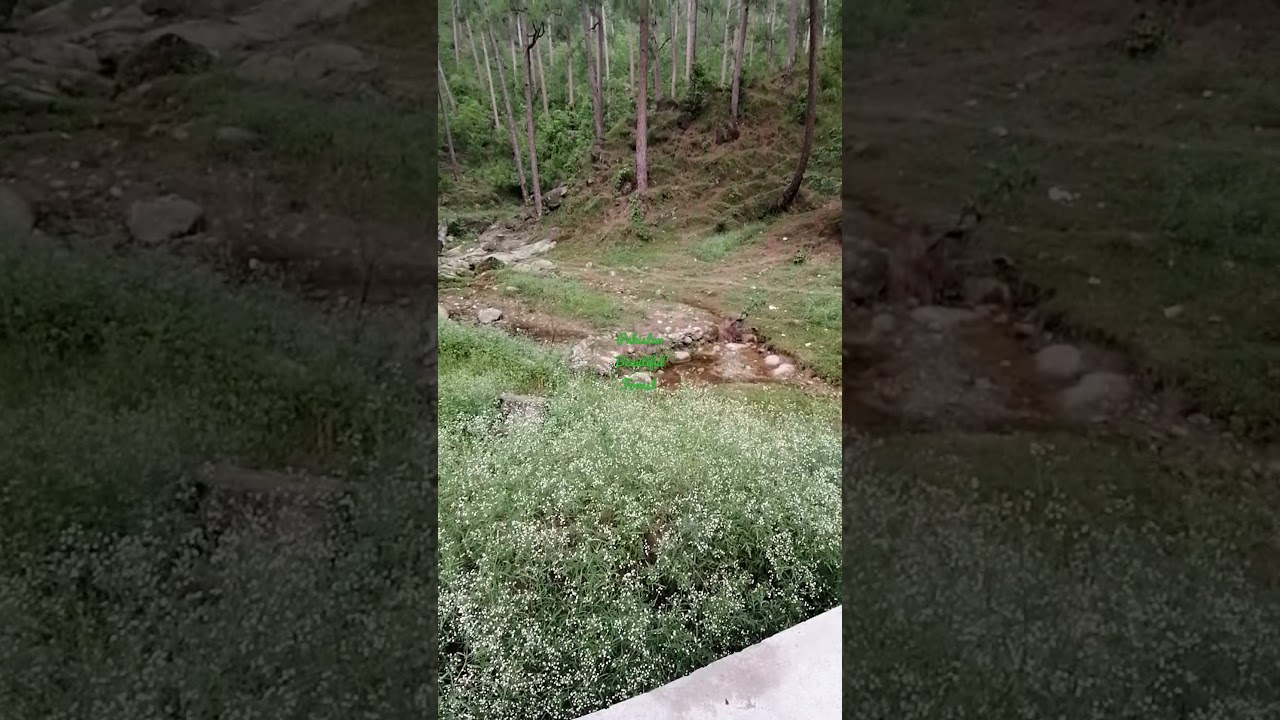 Pakistan beautiful Forest 