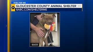 Shelter Me: Meet Gucci, a sweet, toy-loving dog in need of a new home