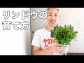 リンドウ（竜胆）の育て方 植え替え 水やり 夏越し 剪定