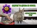 Rabbit Playing in Snow to an Instrumental Beat #effortforever #youtube #beats