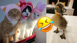 Funny Cat and Dogs🐱🐶- Cutest Cats and Dogs Video - Funny animals 2024 - Funny cats videos 2024 by Pets diary Diario de mascotas 21 views 1 month ago 9 minutes, 30 seconds