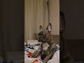 Your Dog Is an Opera Diva #frenchie